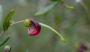 A single Grevillea montana flower at the Illawarra Grevillea Park.