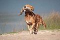 Image 12A gun dog retrieving a duck during a hunt (from Animal)