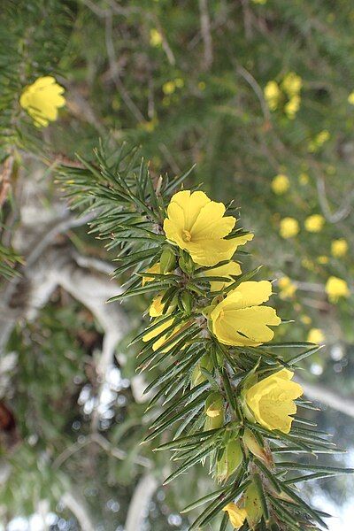 File:Hibbertia hamulosa flowers.jpg