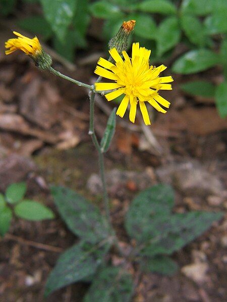 File:Hieracium maculatum.jpg