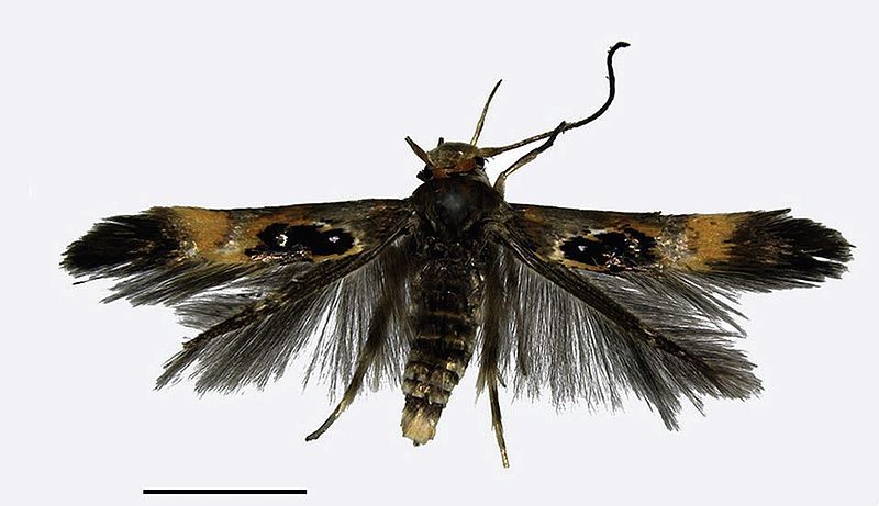 File:Hieromantis sheni.jpg