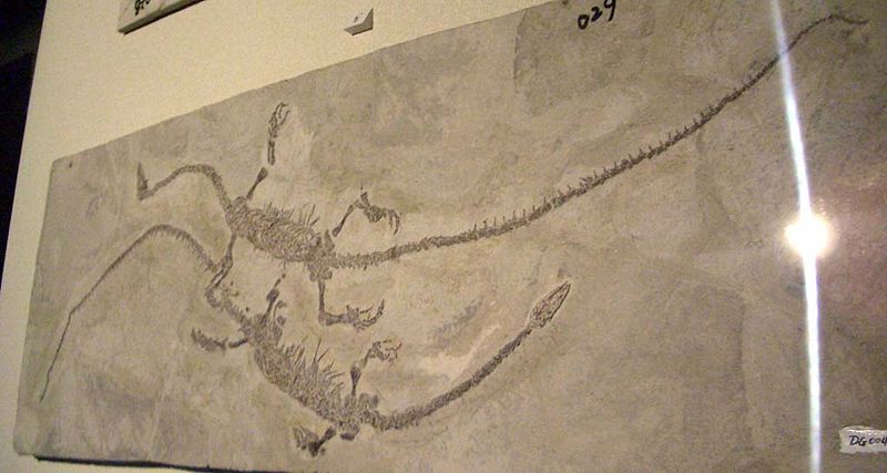 File:Hyphalosaurus baitaigouensis.JPG