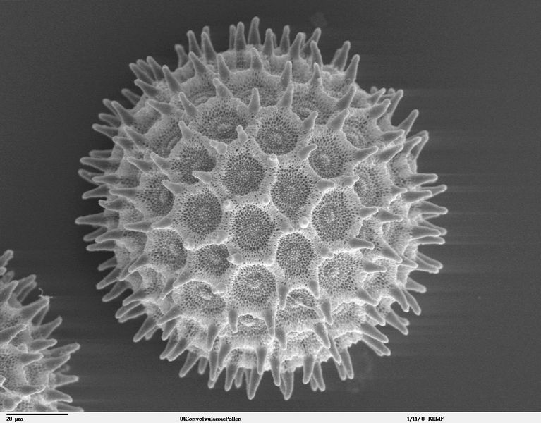 File:Ipomoea purpurea pollen.jpg