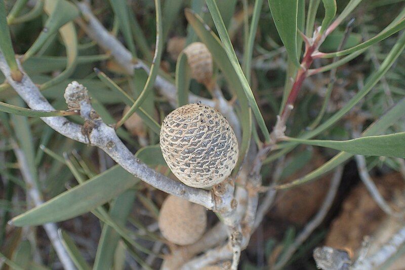 File:Isopogon longifolius fruit.jpg