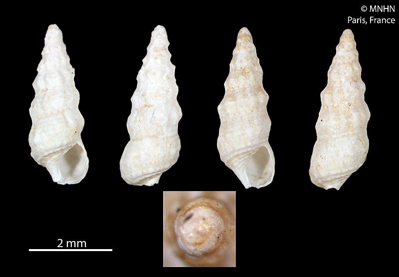 File:Ittibittium houbricki (MNHN-IM-2012-37723).jpeg