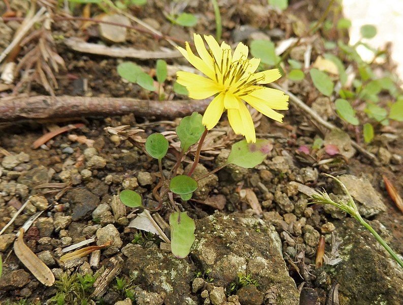 File:Ixeris stolonifera Japan.jpg