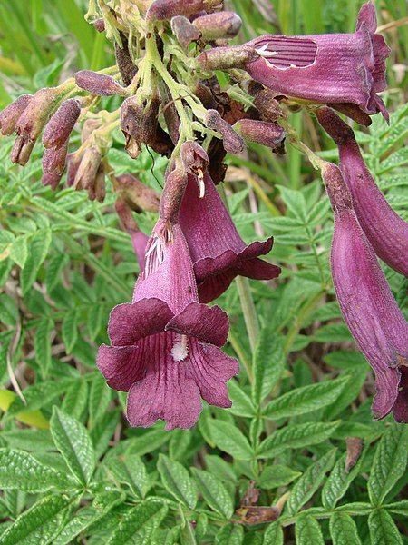 File:Jacaranda rufa.jpg