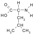 Leucine (Leu / L)