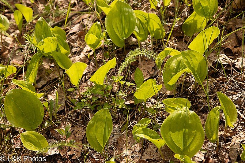 File:Leaves Maianthemum canadense.jpg