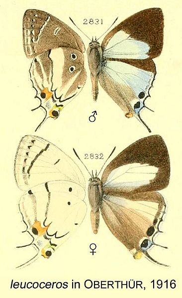 File:Leucoceros inOberthur1916.jpg