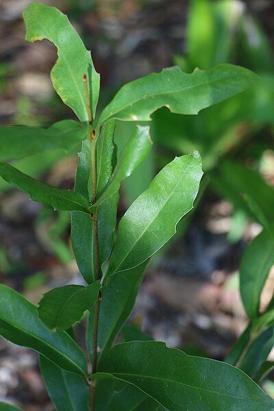 File:Macadamia jansenii juvenile.jpg