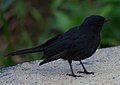 Northern Black Flycatcher (thanks to JMK for id)