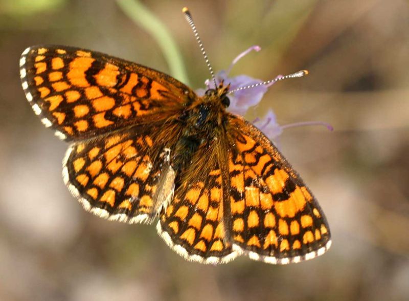 File:Melitaea athalia01.jpg