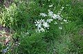 Alpine fennel, Col de la Schlucht.