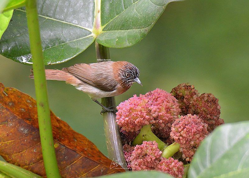 File:Mindanao Pygmy-Babbler.jpg