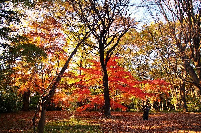 File:Momiji.jpg