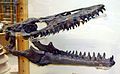 Mosasaur skull