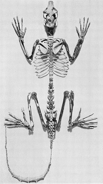 File:Notharctus osborni.jpg