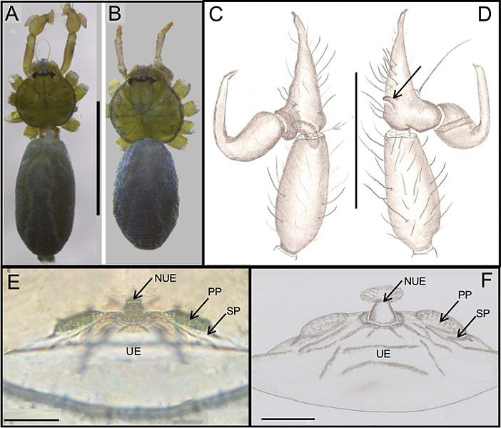 File:Ochyrocera atlachnacha 178184.jpg