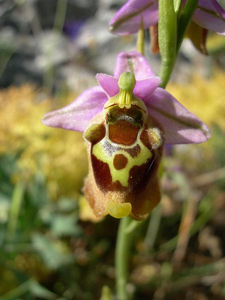 File:Ophrys episcopalis2.jpg