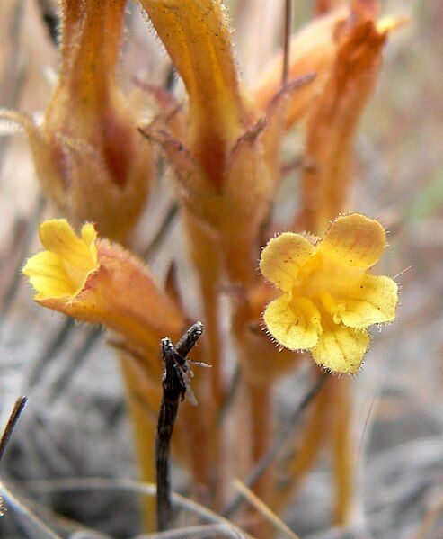 File:Orobanche fasciculata 4.jpg