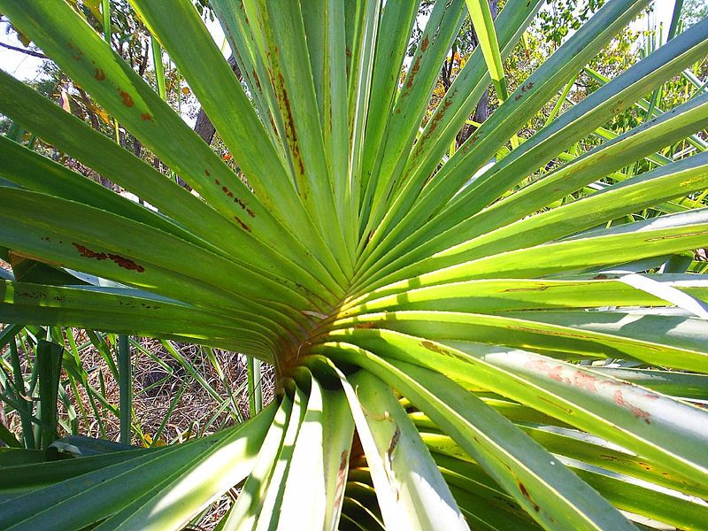 File:Pandanus spiralis.jpg