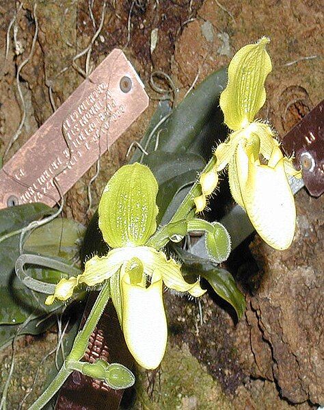 File:Paphiopedilum-primulinum.jpg