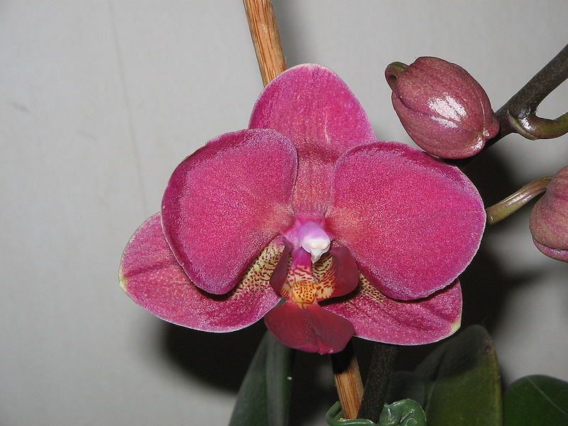 File:Phalaenopsis cv06.jpg