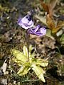 Pinguicula leptoceras