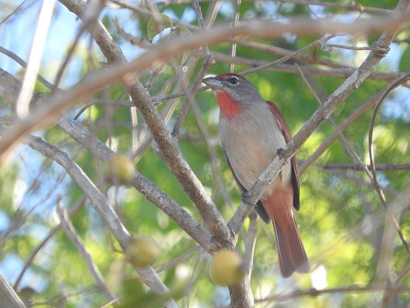 File:Piranga roseogularis 64951842.jpg