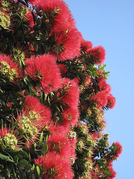 File:PohutukawaFlowers01.jpg