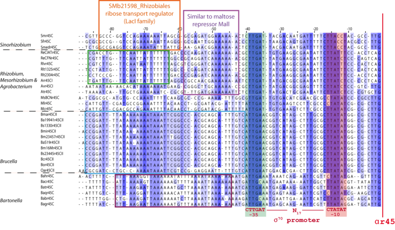 File:Promoters ar45C.png