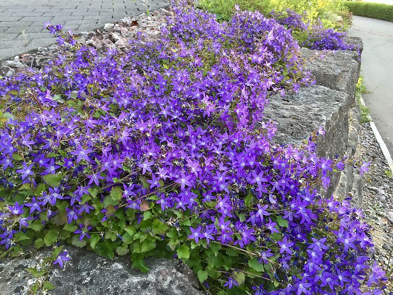 File:Purple Campanula poscharskyana.jpg