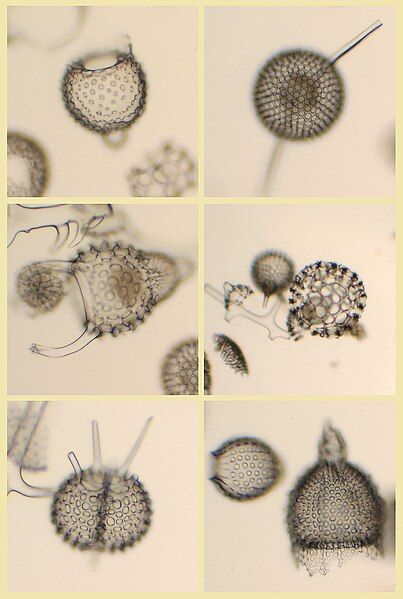 File:Radiolaria varios.jpg