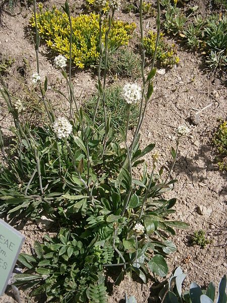 File:Saponaria bellidifolia 01.jpg