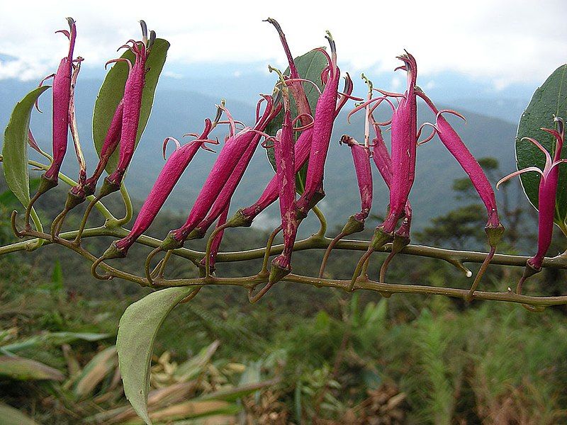 File:Siphocampylus scandens (9352411005).jpg