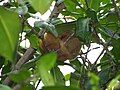 Silky anteater sleeping in Isla Damas