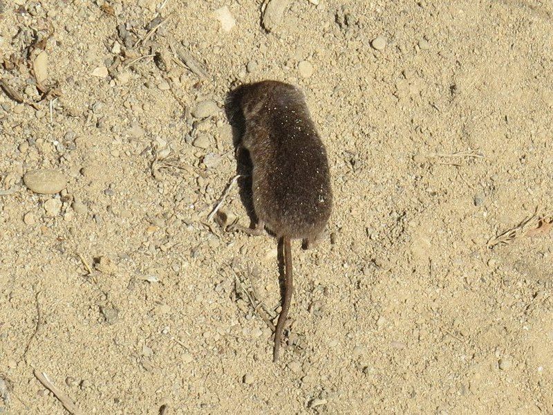 File:Sorex vagrans.jpg