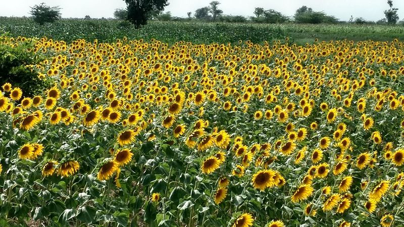 File:SunflowerField.jpg