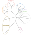 Figure 10. Unrooted phylogenetic tree based on TMEM211 orthologs.