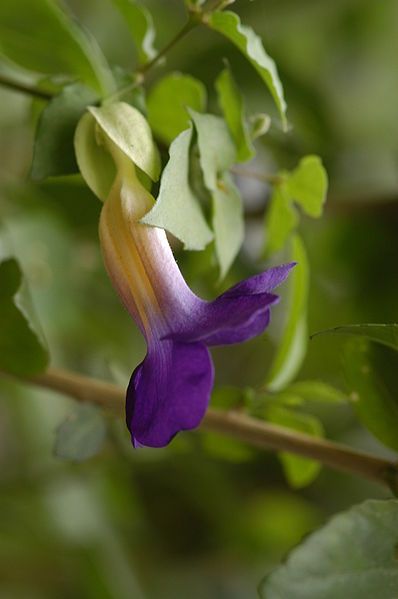 File:Thunbergia erecta02.JPG