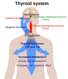 Diagram of a person with a large blue arrow representing the actions of thyroxine on the body and a green and red arrow representing actions of TSH and TRH respectively