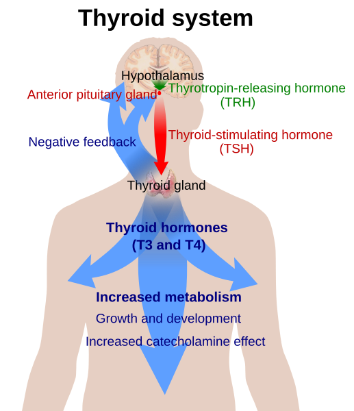 File:Thyroid system.svg