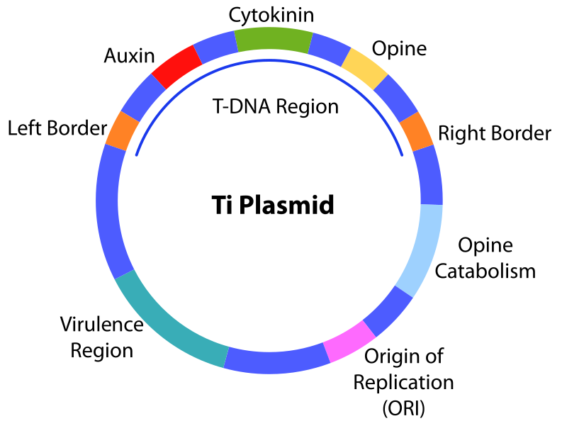 File:Ti plasmid.svg