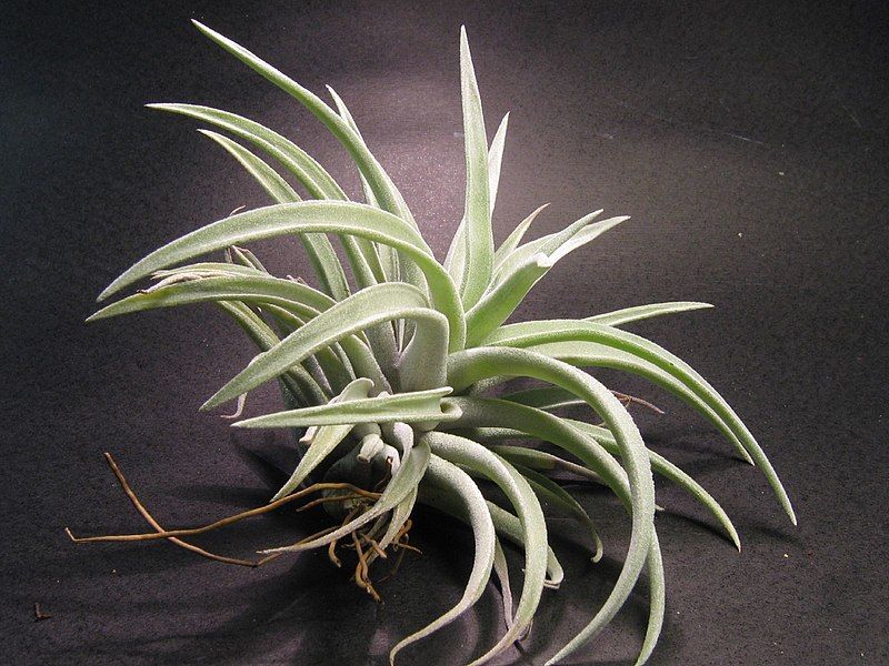 File:Tillandsia harrisii (43971695).jpg