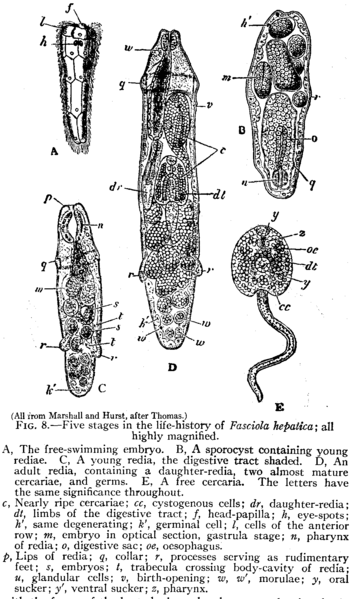 File:TrematodesFig8 EncBrit1911.png