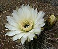 Trichocereus chiloensis