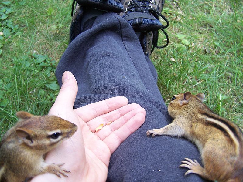 File:Two-chippies-climb-for-peanuts.jpg