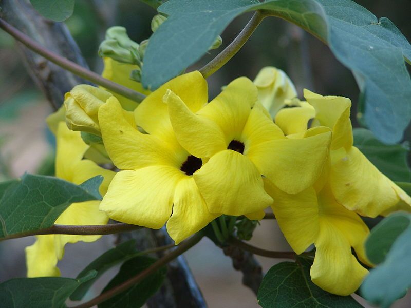 File:Uncarina peltata 2.jpg