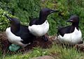 Brünnich's Guillemot